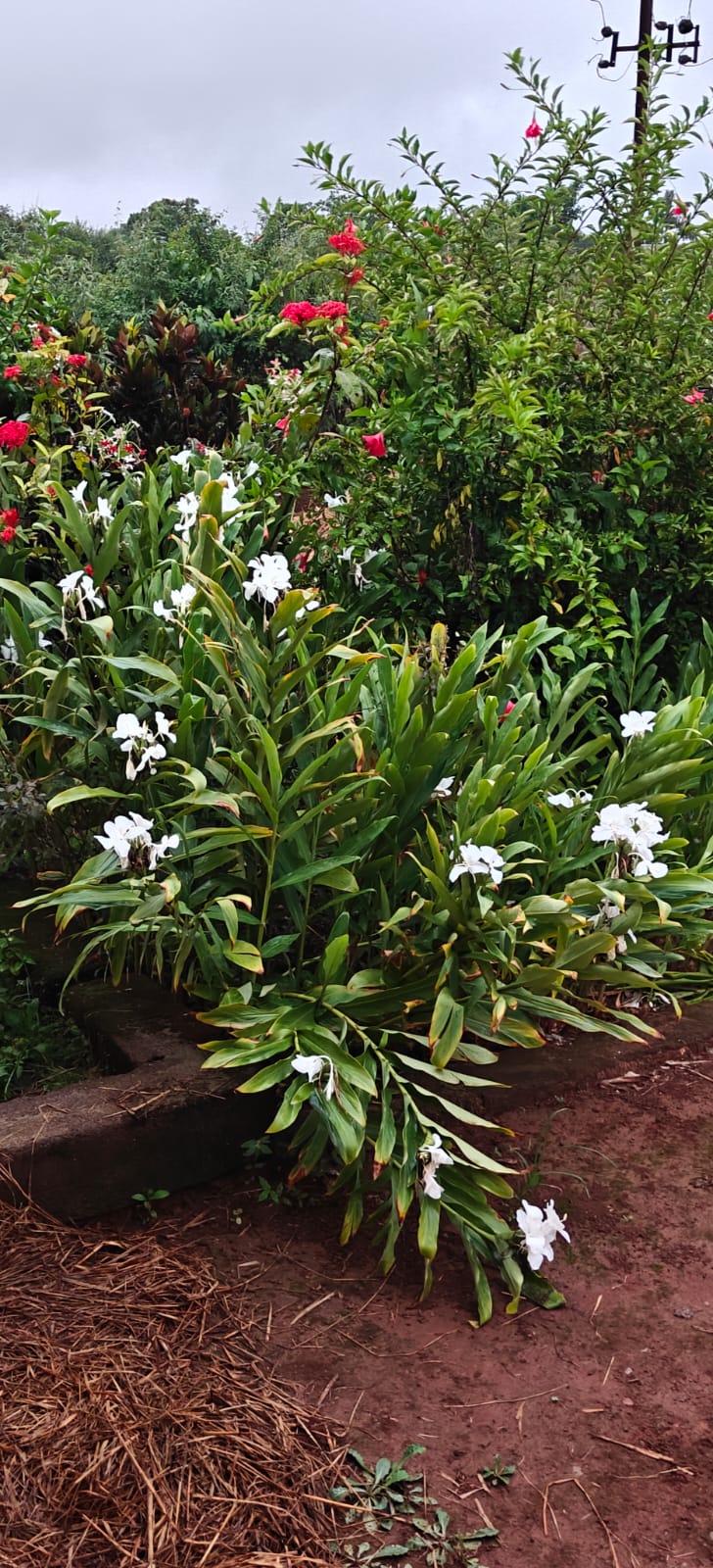 Farm plant: WhatsApp Image 2026-07-27 at 12.25.28 (1).jpeg